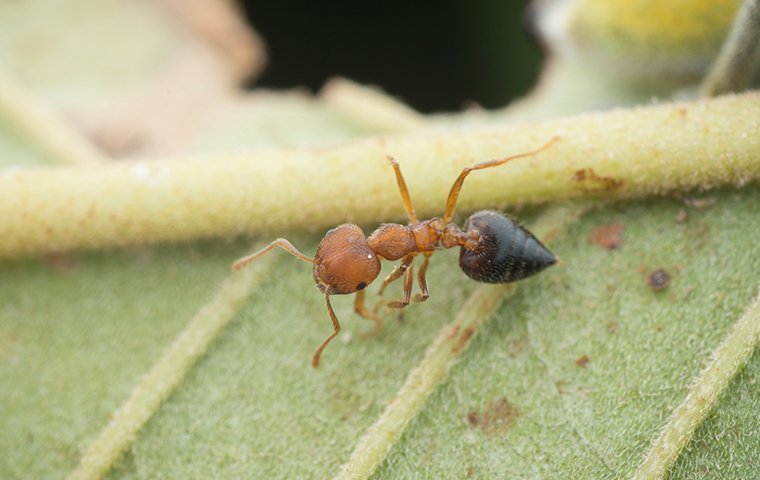 an acrobat ant crawling on a leaf outside of a home