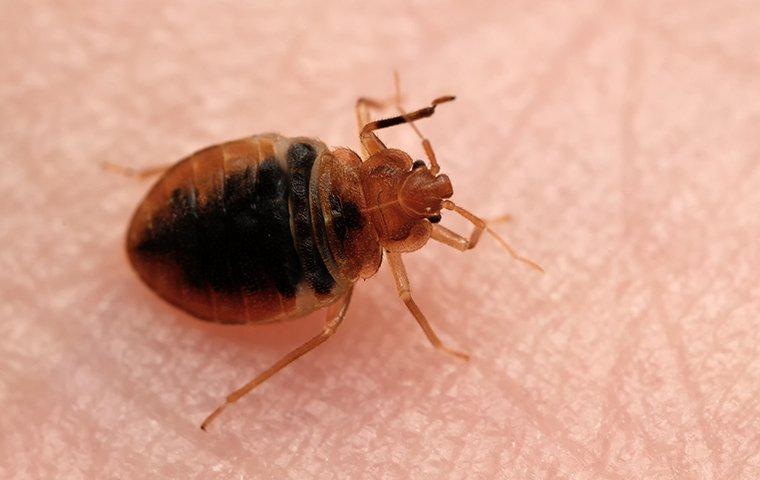 a bed bug crawling on human skin
