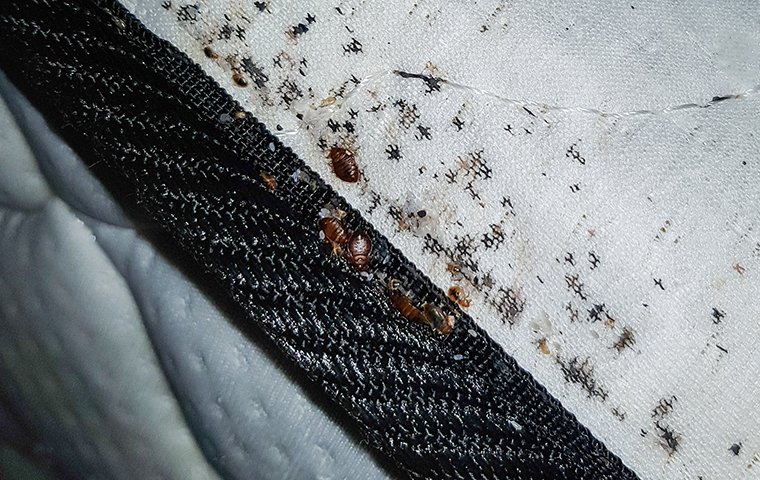 bed bugs crawling on a mattress inside of a home