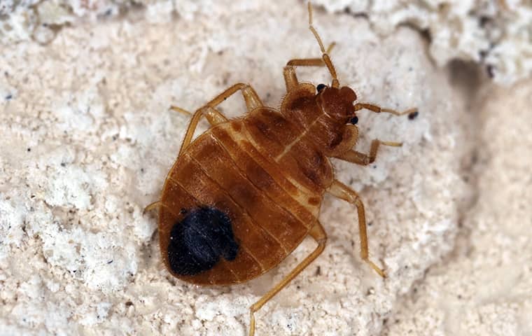 a bed bug crawling in the carpet