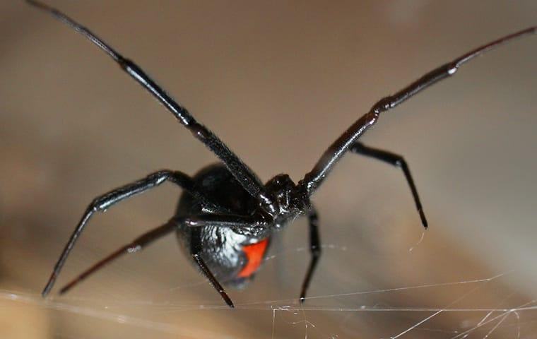 a female black widow spider in her web