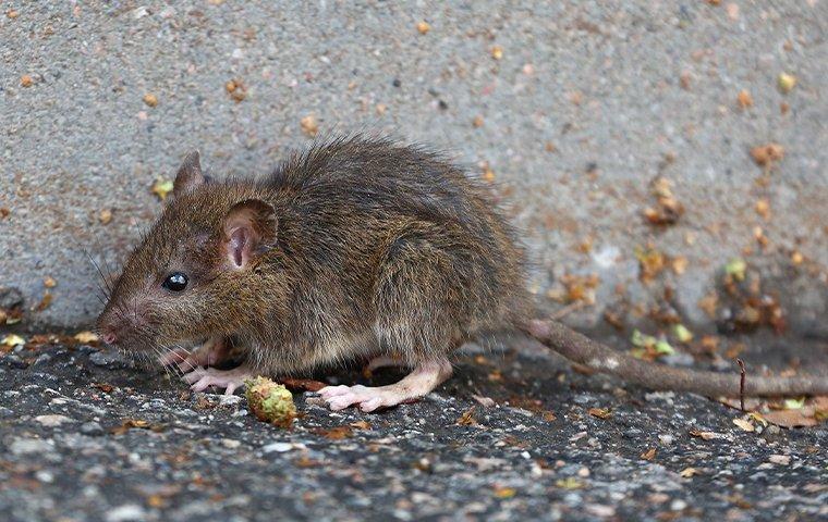 brown norway rat outisde