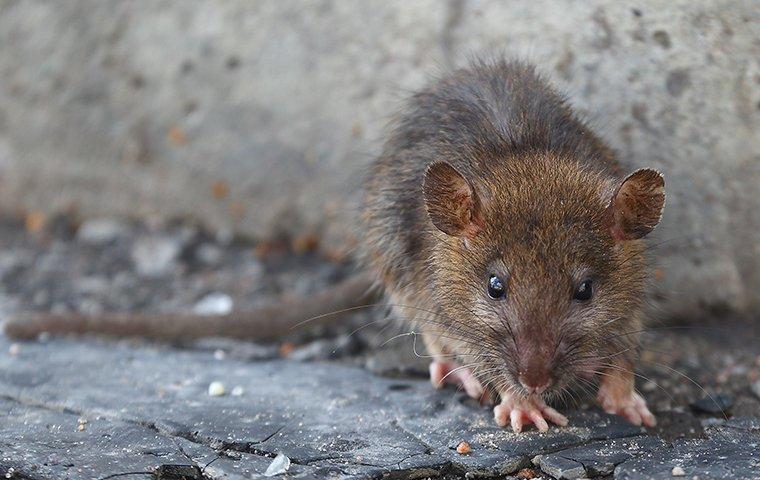 close up of brown rat near foundation