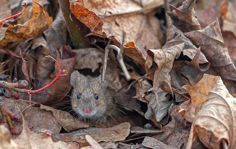 house mouse in leaves outside home