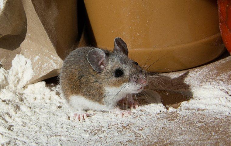 mouse in flour inside a pantry