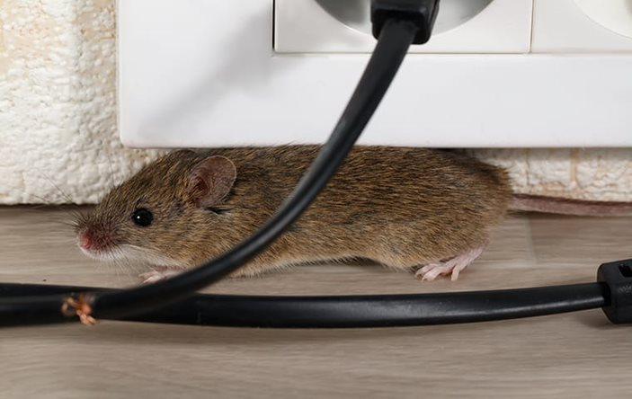 A house mouse chewing on wires.