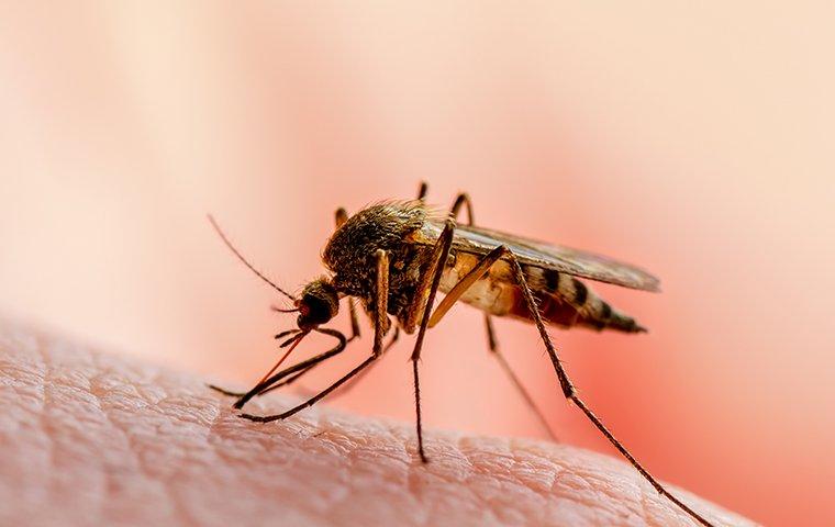 a mosquito biting human skin