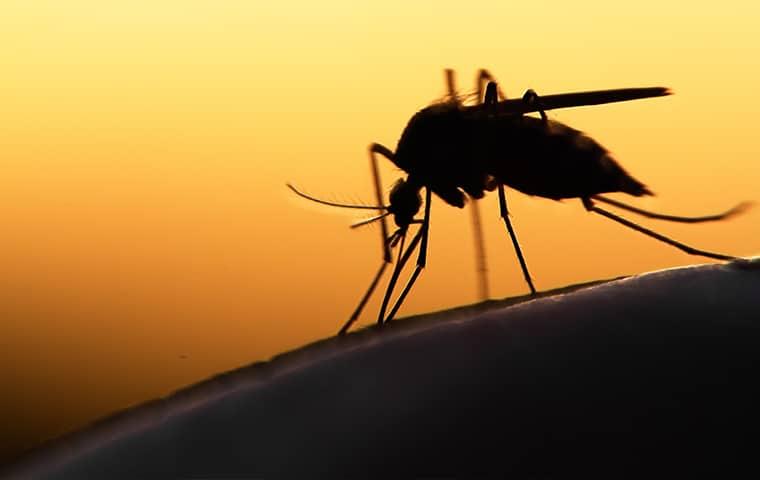 mosquitoe biting human skin in the evening