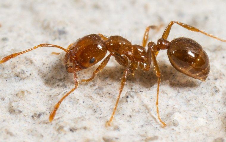 https://cdn.branchcms.com/OGyBAeKBLe-1372/images/blog/red-imported-fire-ant.jpg