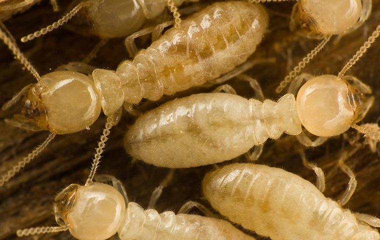 subterranean termites crawling through and chewing wood