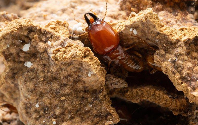 termite coming out of a hole in the ground