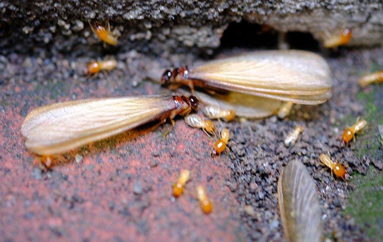 termite swarmers on a home