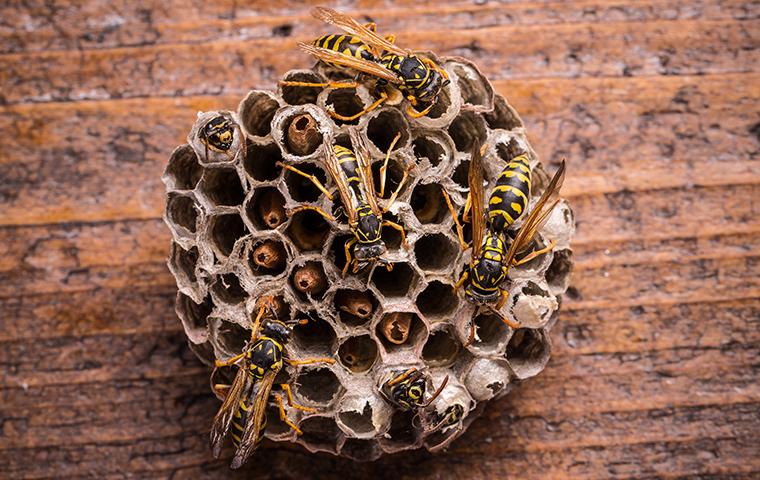 wasps sitting on a nest