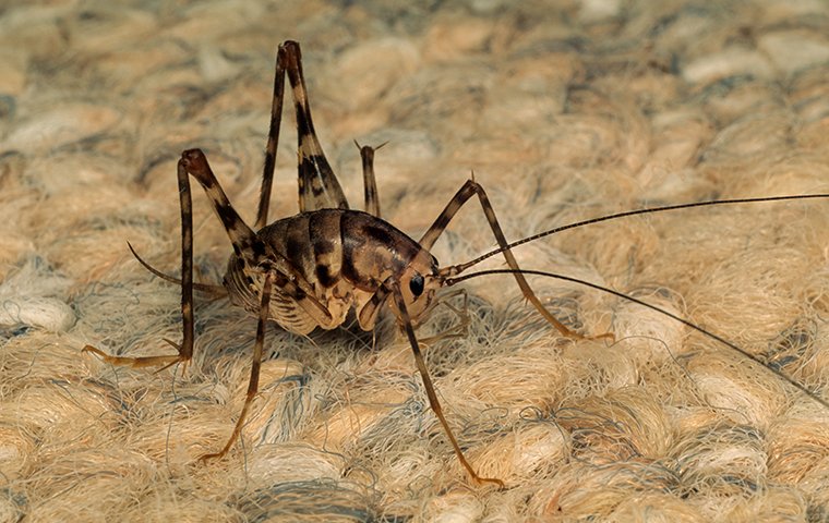 a cricket crawling on the carpet floor inside of a home