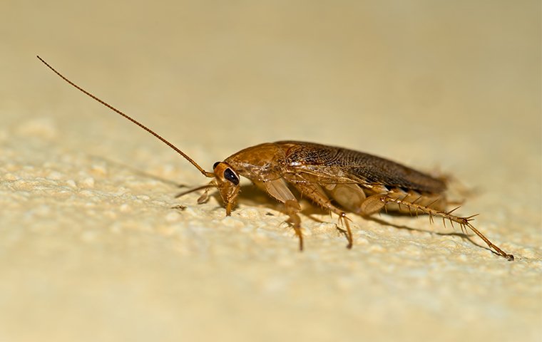 a german cockroach crawling on the floor inside of a home