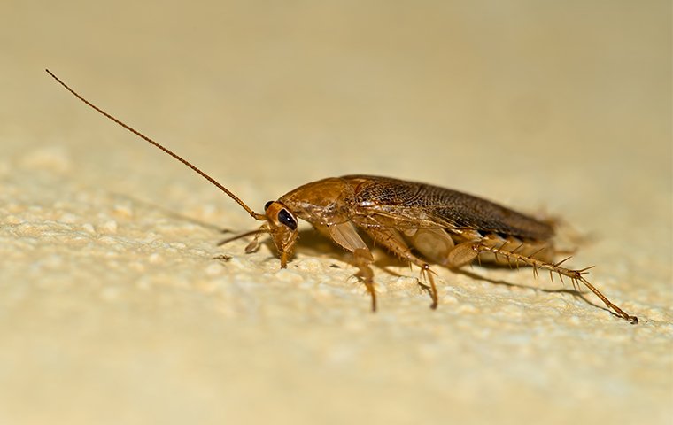 German Cockroaches Cockroach Identification And Prevention In Dfw 