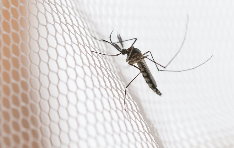 a mosquito crawling on a mesh cover outside of a home