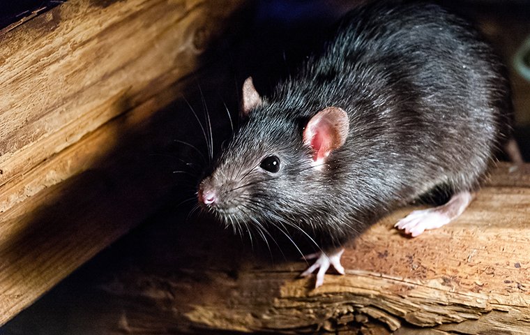 a rat crawling on a wooden structure inside of a home