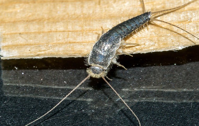 a silverfish crawling on a book inside of a home