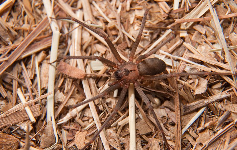 a spider crawling on the ground outside of a home