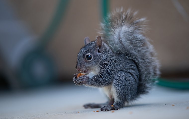 a squirrel eating a seed inside of a home