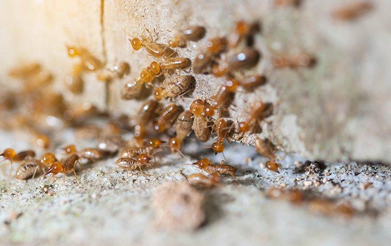 a colony of termites crawling on the exterior wall of a home