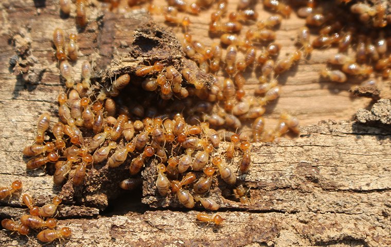 a termite colony eating a piece of structural wood inside of a home