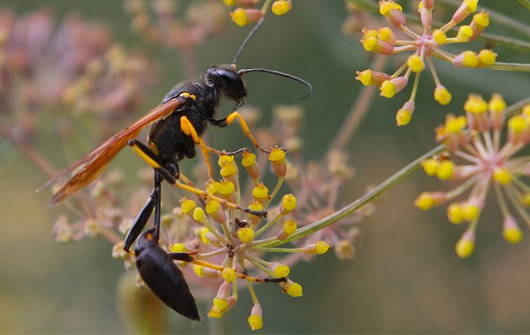 a mud dauber wasp on a flower outside of a home