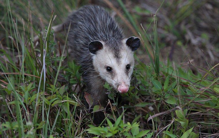 an opossum crawling in the grass outside of a home