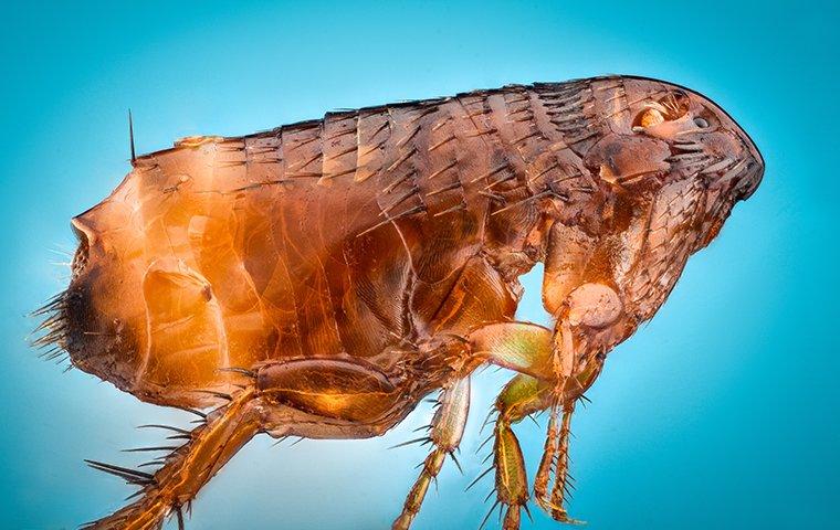 a flea up close with blue background