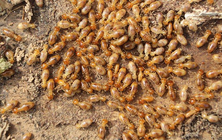 a large swarm of termites on the ground