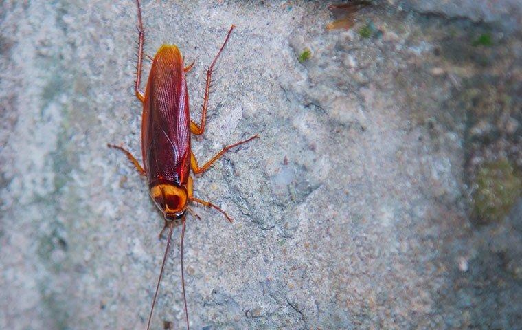 cockroach crawling on stone wall