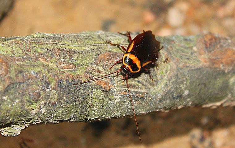 american cockroach on house plant