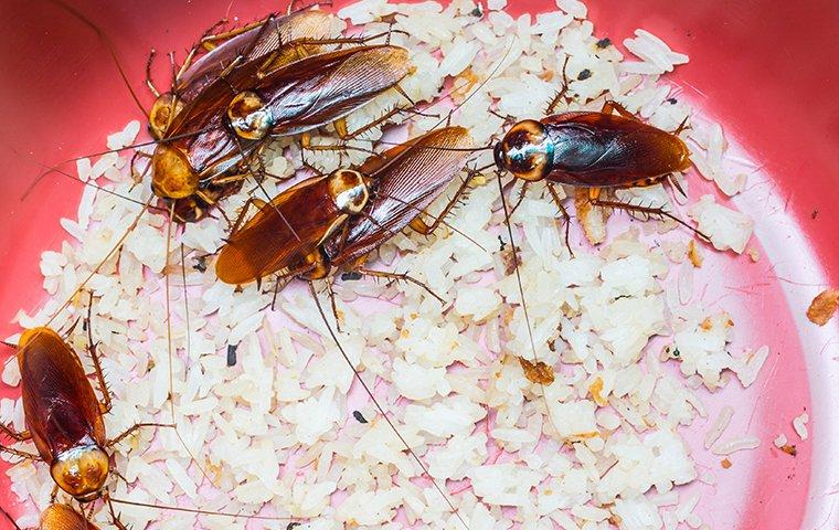 several cockroaches crawling on food in a home