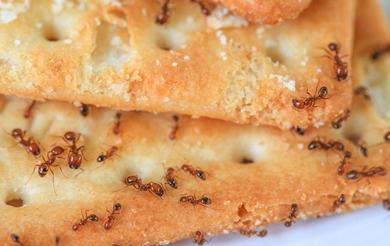 ants eating cracker