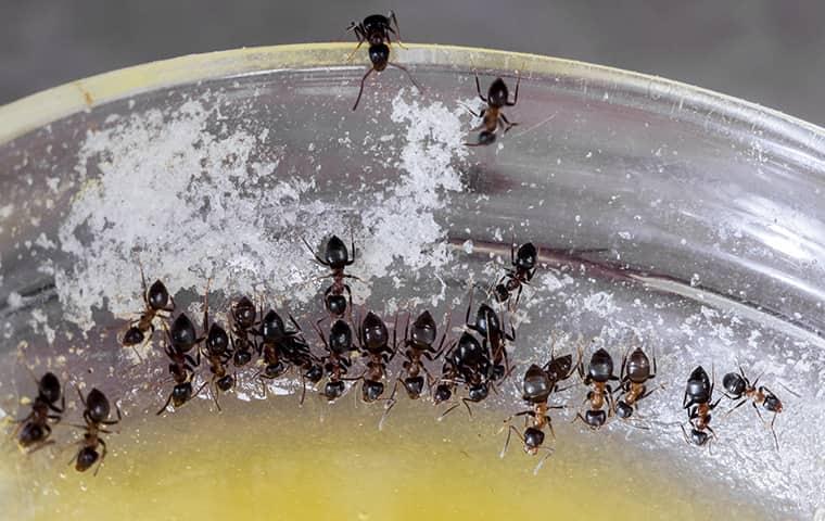 many ants in a bowl of soup