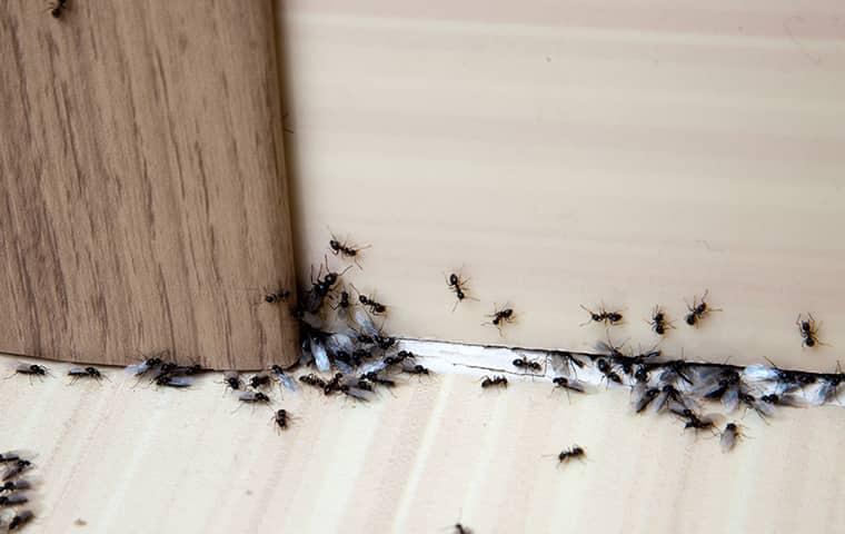 many ants going under a door in a home