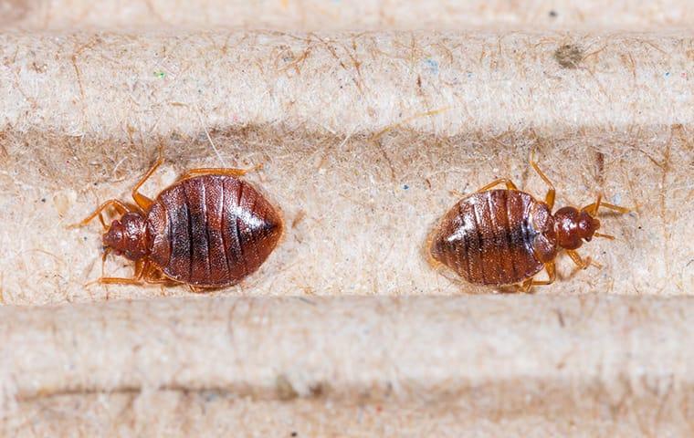 two bed bugs on bed