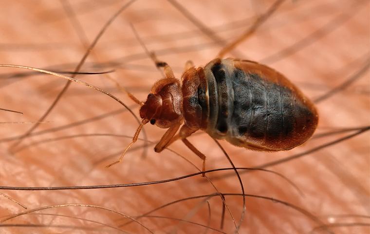 bed bug on skin of resident