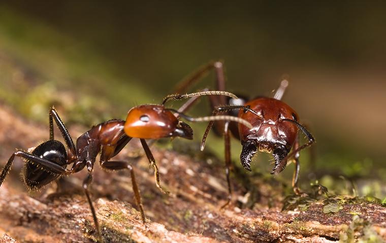 big headed ants up close