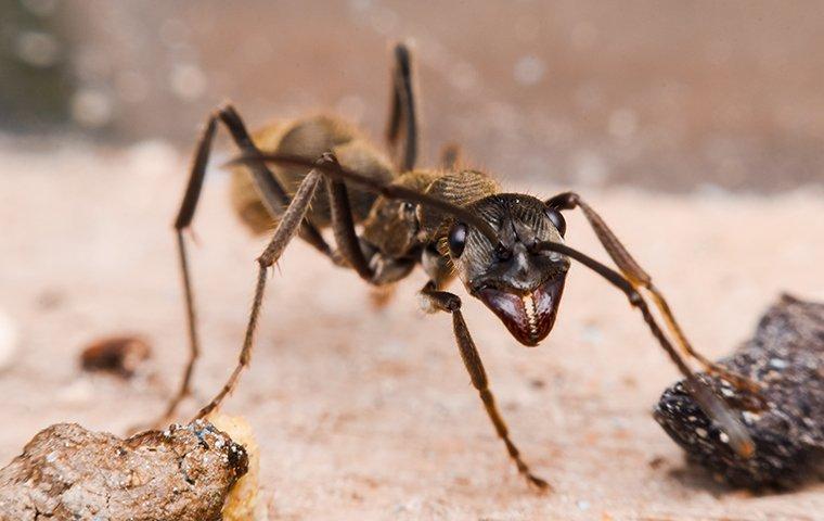 up close image of a crawling black ant