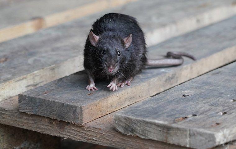 a rat on a wooden pallet outside