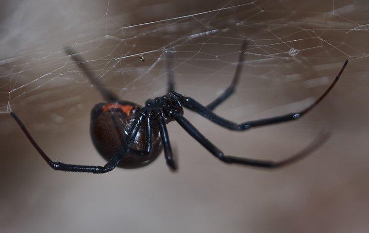 a black widow spider in its web