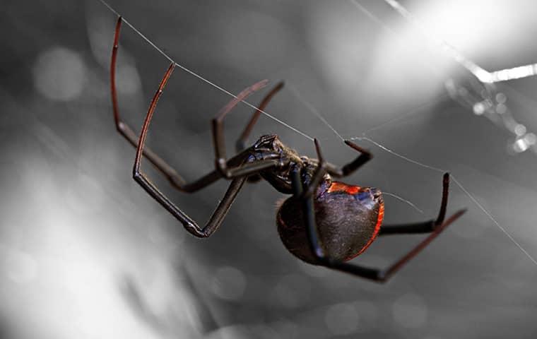 a black widow spider in its web