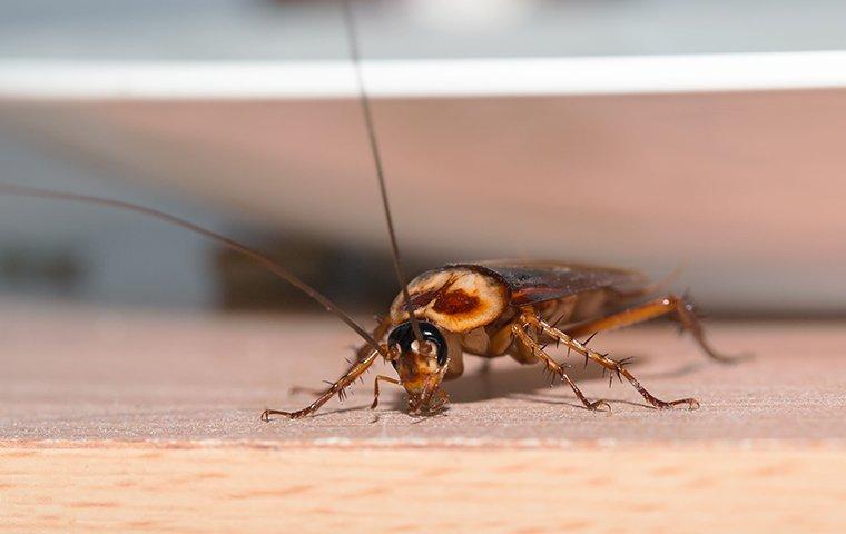 an american cockroach crawling on a kitchen floor