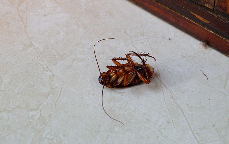 dead cockroach on kitchen floor