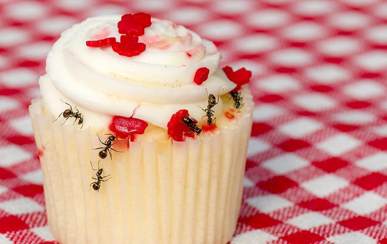 many ants crawling on a cupcake