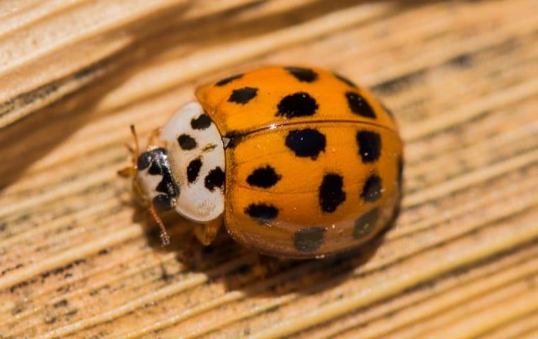 asian lady beetle on a leaf