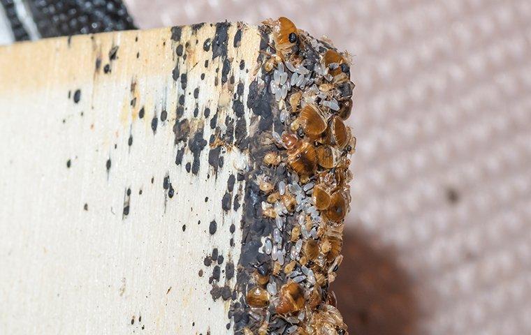 active bed bug infestation