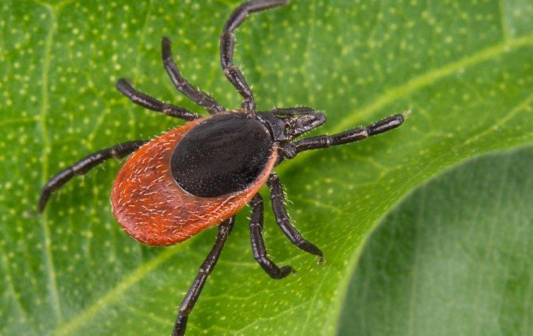 deer tick with black legs crawling on a leaf